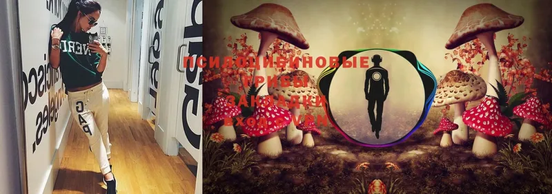 Галлюциногенные грибы Cubensis  Белёв 